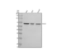 Anti-P4HA2 Antibody Picoband®