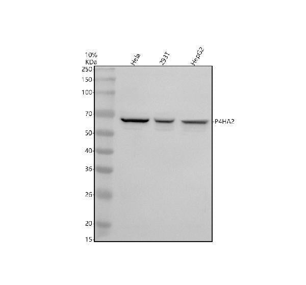 Anti-P4HA2 Antibody Picoband®