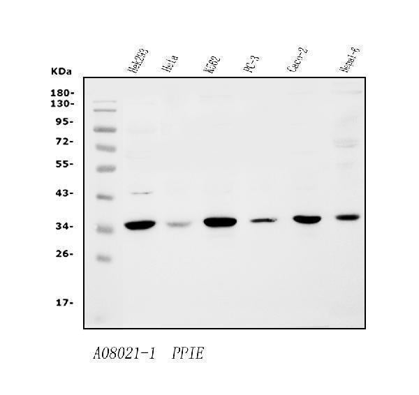 Anti-Cyclophilin E/PPIE Antibody Picoband®