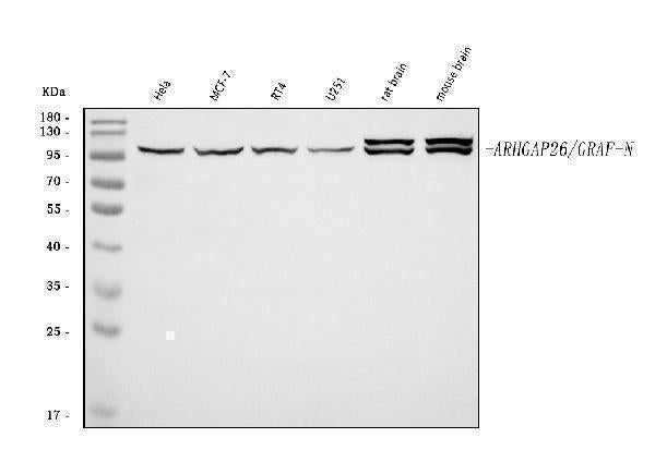 Anti-GRAF/ARHGAP26 Antibody Picoband®