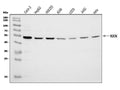 Anti-NXN/NRX Antibody Picoband®