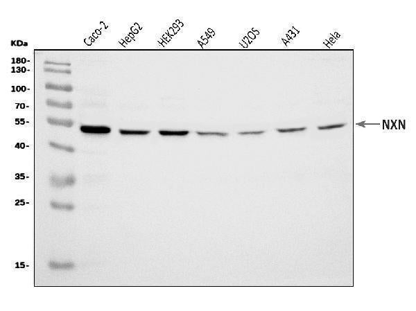 Anti-NXN/NRX Antibody Picoband®