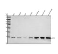 Anti-MPC2 Antibody Picoband®