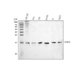 Anti-CBP20/NCBP2 Antibody Picoband®