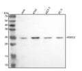 Anti-HDDC2 Antibody Picoband®