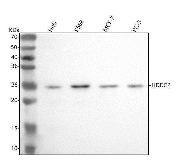 Anti-HDDC2 Antibody Picoband®