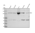 Anti-GBA2 Antibody Picoband®