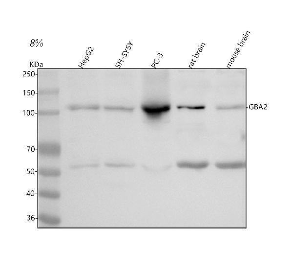 Anti-GBA2 Antibody Picoband®