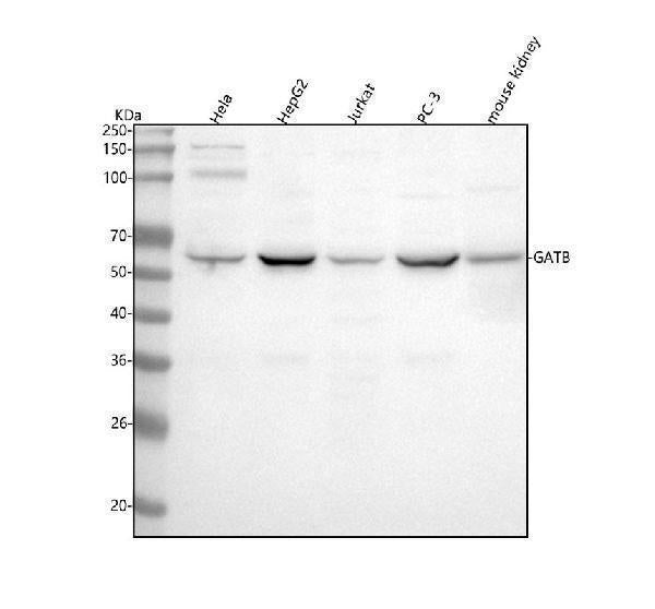 Anti-GATB Antibody Picoband®