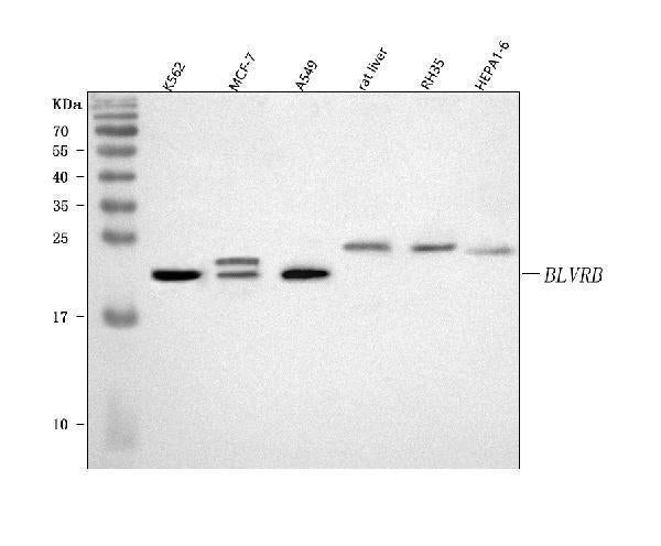 Anti-BLVRB Antibody Picoband®