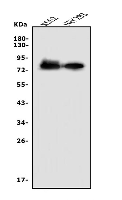 Anti-Nectin 2/NECTIN2 Antibody Picoband®