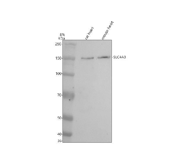 Anti-SLC4A3 Antibody Picoband®