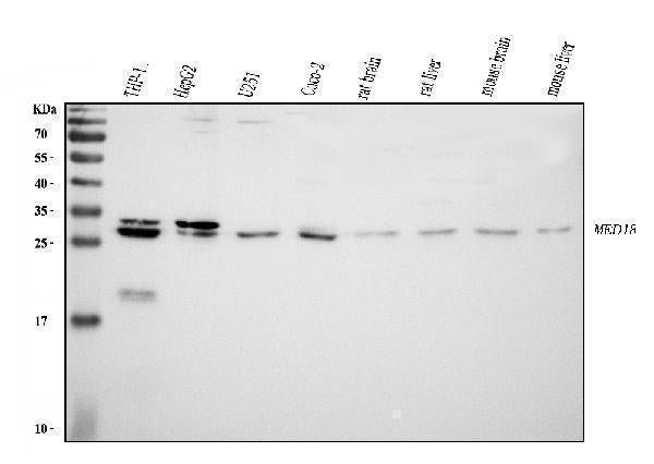 Anti-MED8 Antibody Picoband®