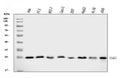 Anti-Proteasome 20S beta 7/PSMB7 Antibody Picoband®