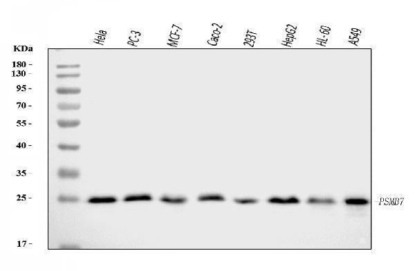 Anti-Proteasome 20S beta 7/PSMB7 Antibody Picoband®