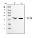 Anti-RNF34 Antibody Picoband®
