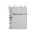 Anti-PGS1 Antibody Picoband®