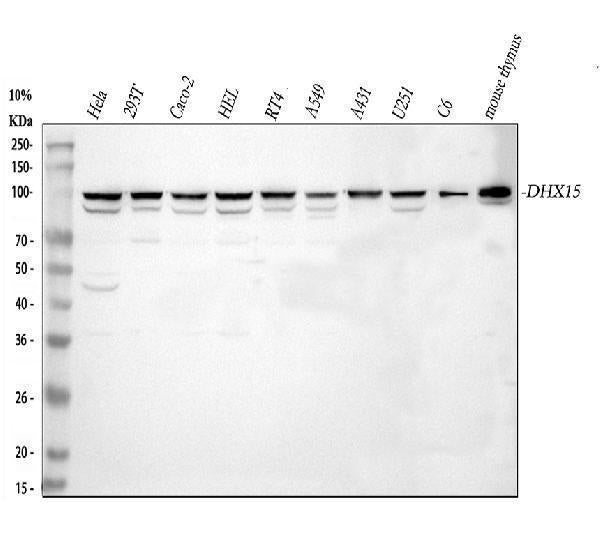 Anti-DHX15/prp43 Antibody Picoband®