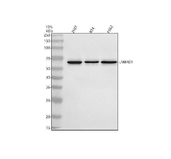 Anti-LMBRD1 Antibody Picoband®