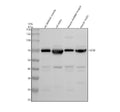 Anti-Frizzled 9/FZD9 Antibody Picoband®