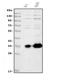 Anti-HOXC13 Antibody Picoband®