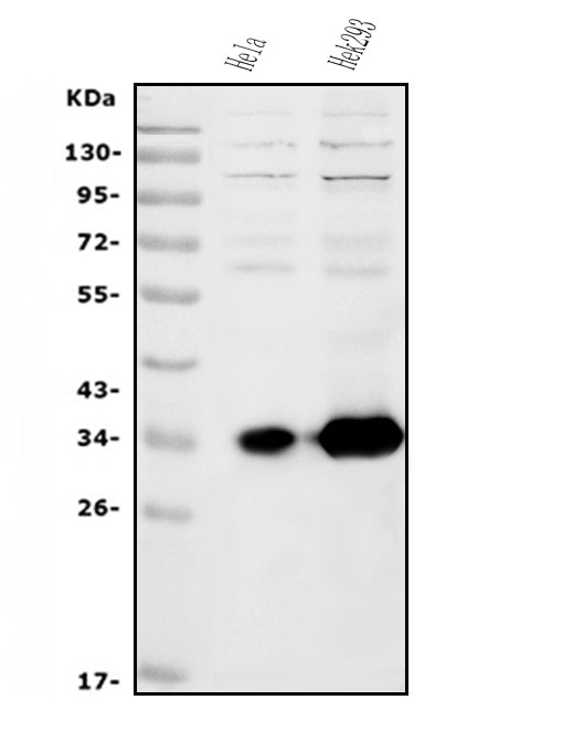 Anti-HOXC13 Antibody Picoband®