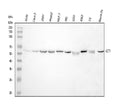 Anti-TCP1 eta/CCT7 Antibody Picoband®