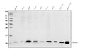 Anti-GCHFR Antibody Picoband®