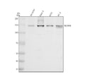 Anti-SLC4A8 Antibody Picoband®