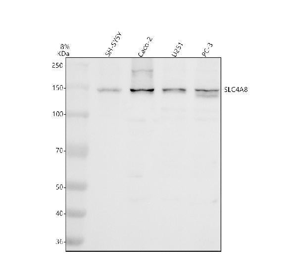 Anti-SLC4A8 Antibody Picoband®