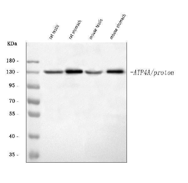Anti-ATP4A Antibody Picoband®