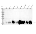 Anti-NDUFA1 Antibody Picoband®