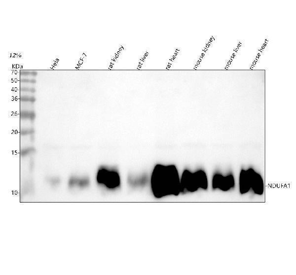 Anti-NDUFA1 Antibody Picoband®
