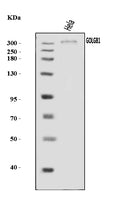 Anti-Giantin/GOLGB1 Antibody Picoband®