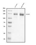 Anti-DLGAP1 Antibody Picoband®