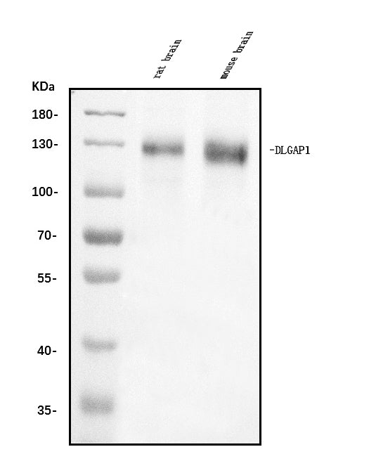 Anti-DLGAP1 Antibody Picoband®