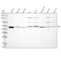 Anti-SHD Antibody Picoband®