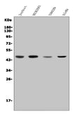 Anti-CDC123 Antibody Picoband®