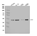 Anti-Calponin 3/CNN3 Antibody Picoband®