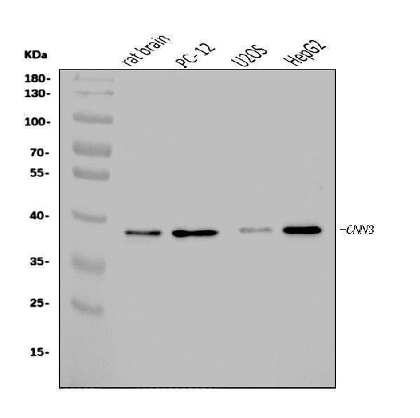 Anti-Calponin 3/CNN3 Antibody Picoband®