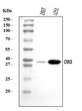Anti-Calponin 3/CNN3 Antibody Picoband®