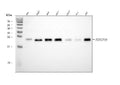 Anti-NDUFS8 Antibody Picoband®