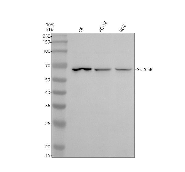 Anti-SLC26A8 Antibody Picoband®
