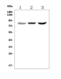 Anti-CLLD8/SETDB2 Picoband® Antibody
