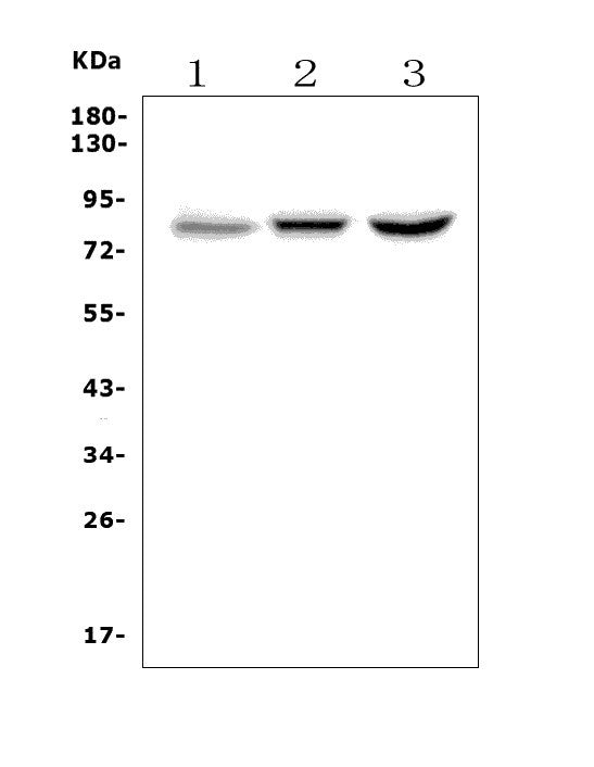 Anti-CLLD8/SETDB2 Picoband® Antibody