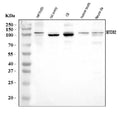 Anti-CLLD8/Setdb2 Antibody Picoband®