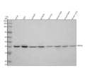 Anti-CAMLG Antibody Picoband®