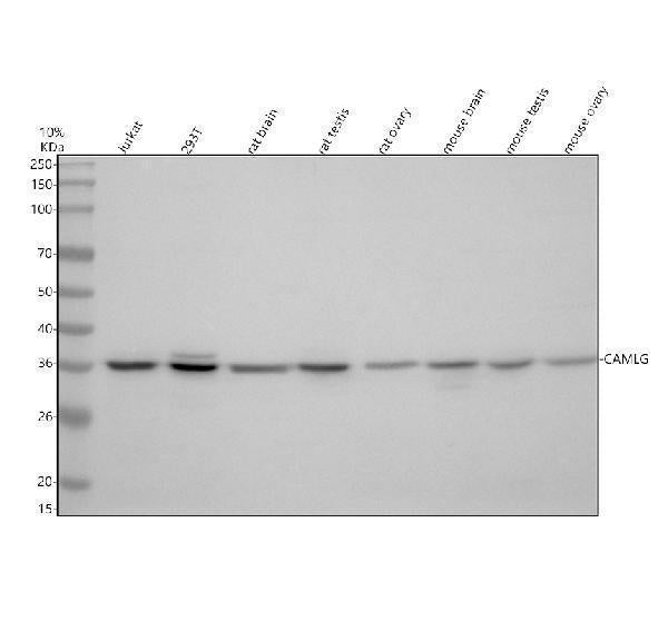 Anti-CAMLG Antibody Picoband®