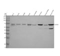 Anti-SLC5A3 Antibody Picoband®