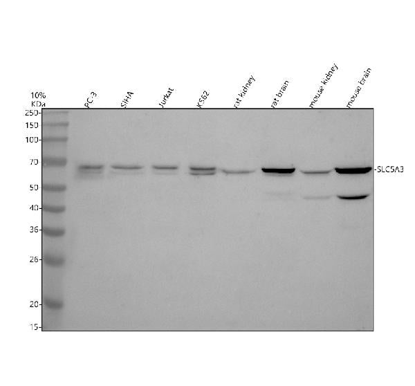Anti-SLC5A3 Antibody Picoband®
